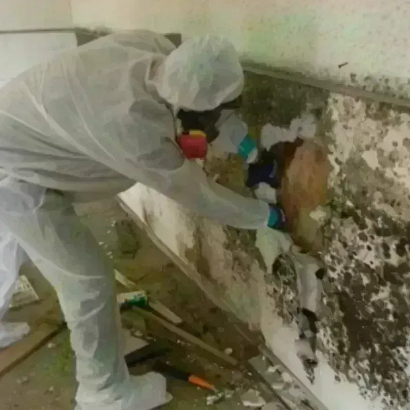 Mold Remediation and Removal in Fort Payne, AL